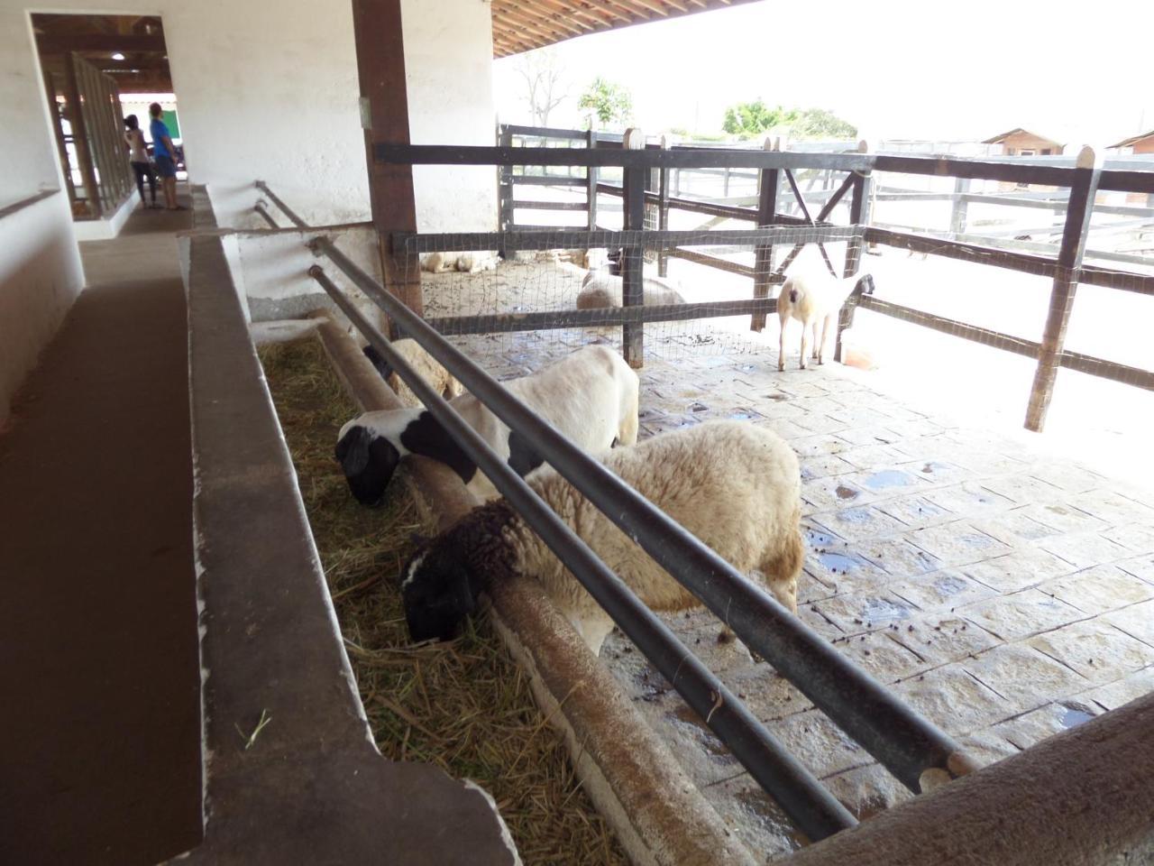Appartamento Flat Fazenda Monte Castelo-Ao Lado Da Piscina Gravatá Esterno foto